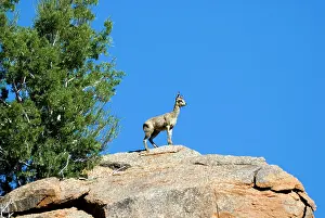 Advertising: Klipspringer male standing sentinel and advertising