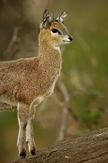 Photoshop: Klipspringer, Oreotragus oreotragus, Serengeti