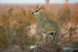 Browser: Klipspringer - on rocks - Kruger National Park