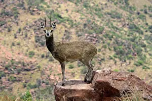 Hooves: Klipspringer - stand on the tips of their hooves