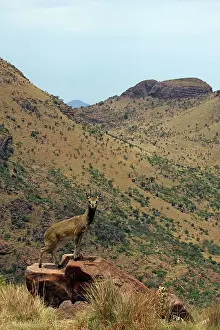 Hooves: Klipspringer - stand on the tips of their hooves