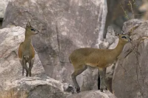 Oreotragus: Klipspringer - Standing on rocks