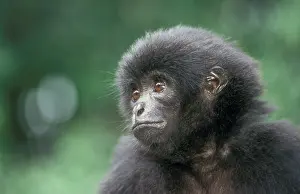 Gibbon: Kloss's gibbon - young