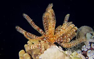 Starfish: Klunzinger's hair star (Lamprometra klunzingeri)