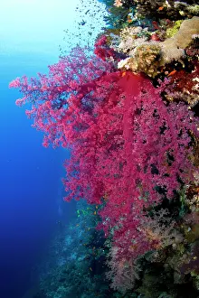 Dendronephthya: Klunzinger's Soft Coral