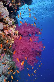 Center: Klunzinger's Tree Coral (Dendronephthya klunzingeri)