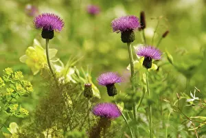 Aquilegia: Knapweed