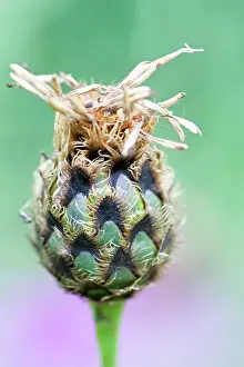 Knapweed: Knapweed