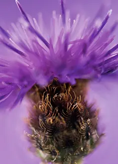 Knapweed: Knapweed