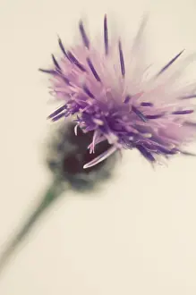 Knapweed: Knapweed
