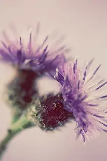 Knapweed: Knapweed