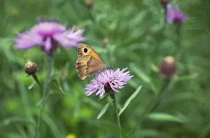 Knapweed: Knapweed