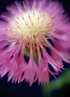 Knapweed: Knapweed