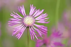 Knapweed: Knapweed