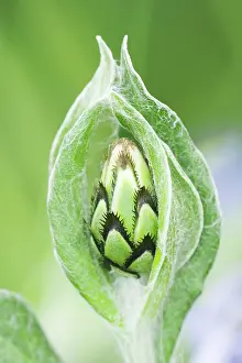 Knapweed: Knapweed