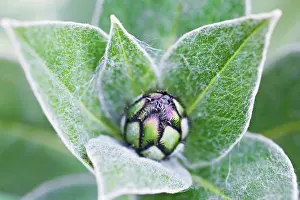 Knapweed: Knapweed