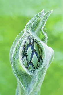 Knapweed: Knapweed