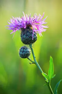 Centaurea: Knapweed