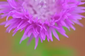 Centaurea: Knapweed