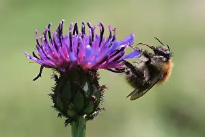 Alliance: Knapweed