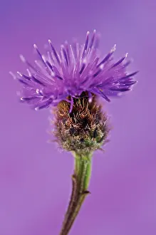 Centaurea: Knapweed