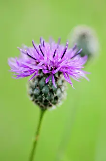 Centaurea: Knapweed, Black knapweed, Centaurea nigra