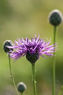 Ordinary: Knapweed, Black knapweed, Centaurea nigra