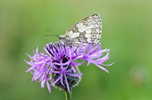 Marbled: Knapweed, Black knapweed, Centaurea nigra, with Marbled Whit