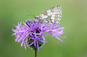 Marbled: Knapweed, Black knapweed, Centaurea nigra, with Marbled Whit