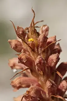 Elatior: Knapweed Broomrape (Orobanche elatior). Holtug Kridtbrud