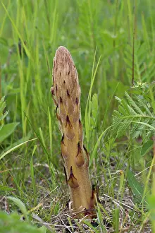 Elatior: Knapweed Broomrape (Orobanche elatior). Holtug Kridtbrud