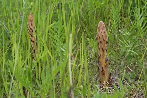 Elatior: Knapweed Broomrape (Orobanche elatior). Holtug Kridtbrud