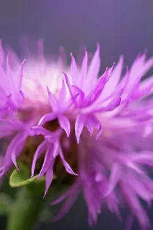 Mauve: Knapweed, Centaurea cultivar, Mauve subject
