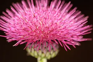 Centaurea: Knapweed, Centaurea nigra, Close up of spiky pink