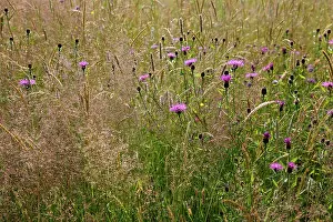Clover: Knapweed, Centaurea nigra, Wild flower meadow in