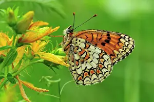 Phoebe: Knapweed Fritillary