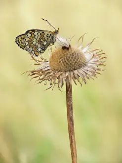 Phoebe: Knapweed Fritillary