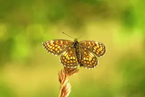 Phoebe: Knapweed fritillary - Upperside resting on seed head