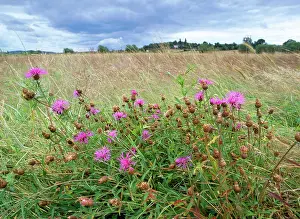 Knapweeds: KNAPWEED - In lugg meadows, Plantlife reserve