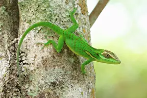 Mounting: Knight Anole (Anolis equestris) on a trunk, Cuba