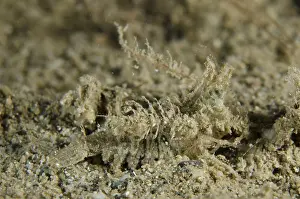 Timor: Knight Rock Shrimp - camouflaged on sand - Night