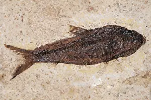 Preserved: Knightia Fish Fossil