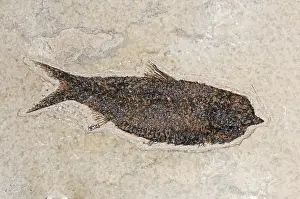 Preserved: Knightia Fish Fossil