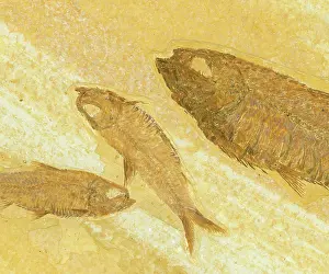 Knightia: Knightia Fish Fossil