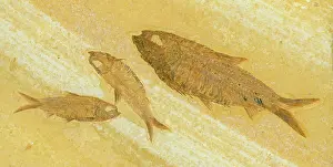 Knightia: Knightia Fish Fossil