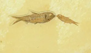 Knightia: Knightia Fish Fossil