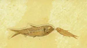 Knightia: Knightia Fish Fossil