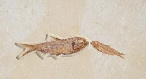 Knightia: Knightia Fish Fossil