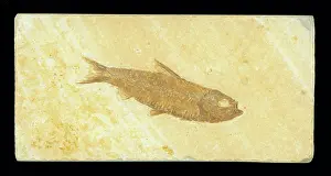 Knightia: Knightia Fish Fossil