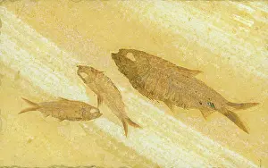Shale: Knightia Fish Fossil